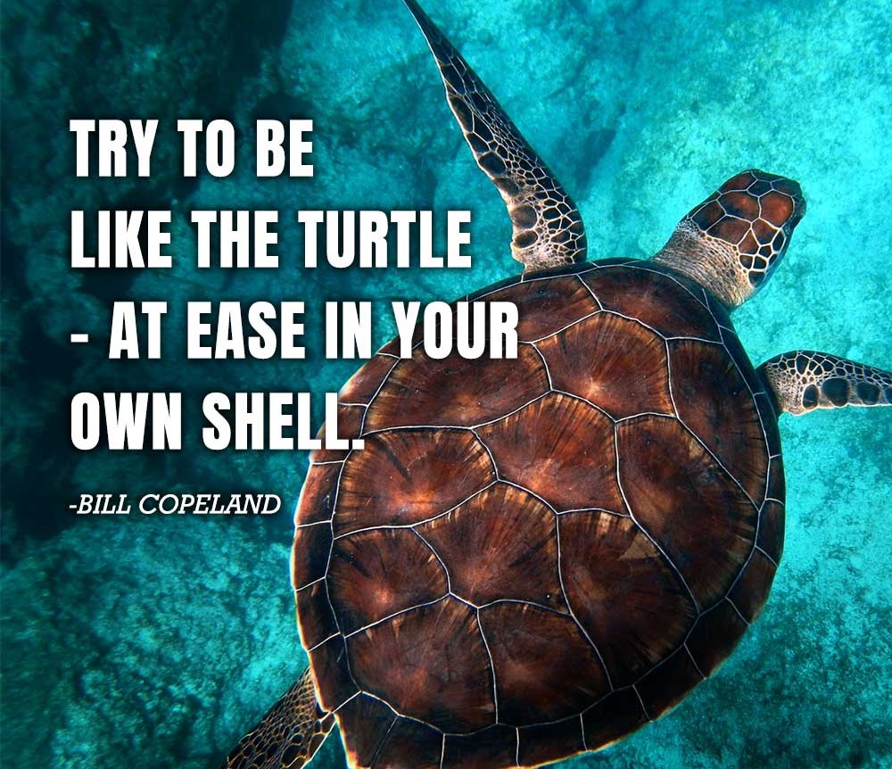 try to be like the turtle